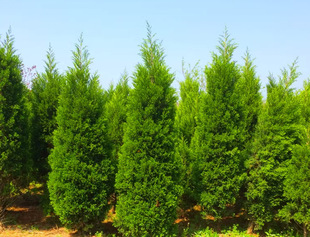 Dropshipping Dragon Cypress Saplings Dragon Cypress Saplings Small Dragon Cypress Ball Cypress Pagoda Cypress Paving Cypress Pagoda Pine Saplings Grow All Year Round