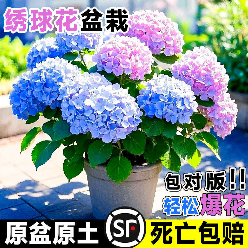 �o�M�Ľ��������Ԏ������ļ��_���ܾGֲ���҃��̨ͥԺ�Ϙ��r��