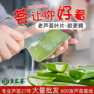 黃家薈庫拉索蘆薈葉片多肉植物美容院專用灌膚可食用綠植室內盆栽