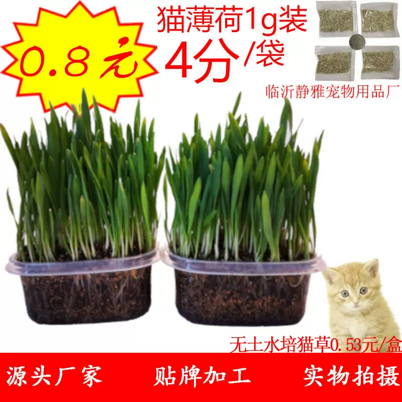 热销猫草批发 大麦去毛球貓草土营养土猫草套装厂家批发猫零食