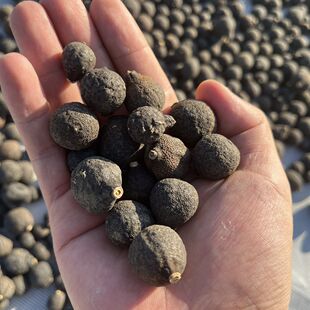 �����خa�̃���С��̥�T���׹�������������Ƥ��H��Ƥ�ؼ����b