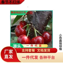 矮化车厘子樱桃树苗 现挖现发 早熟 果个大 火箭大樱桃树苗批发