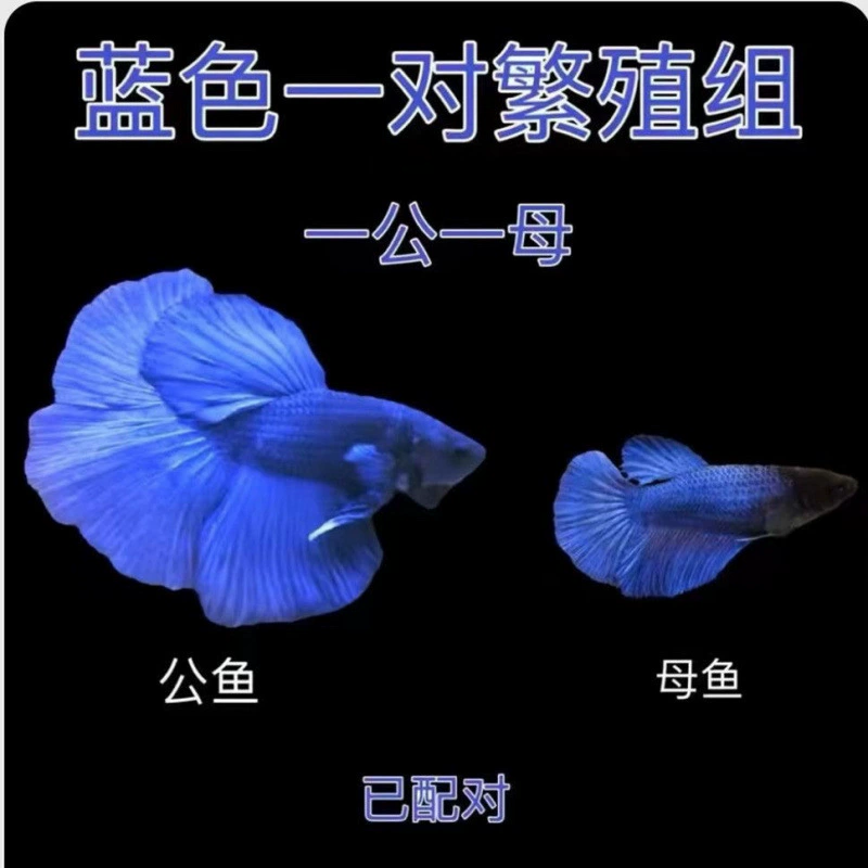 Betta (полумесяц) декоративная живущая рыбка, смешанные цвета, 5–6 см, декоративная домашняя рибка