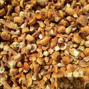 ����خa���׸�؛500g��Ұ�����׾����������u��Ģ���S��ֱ�l