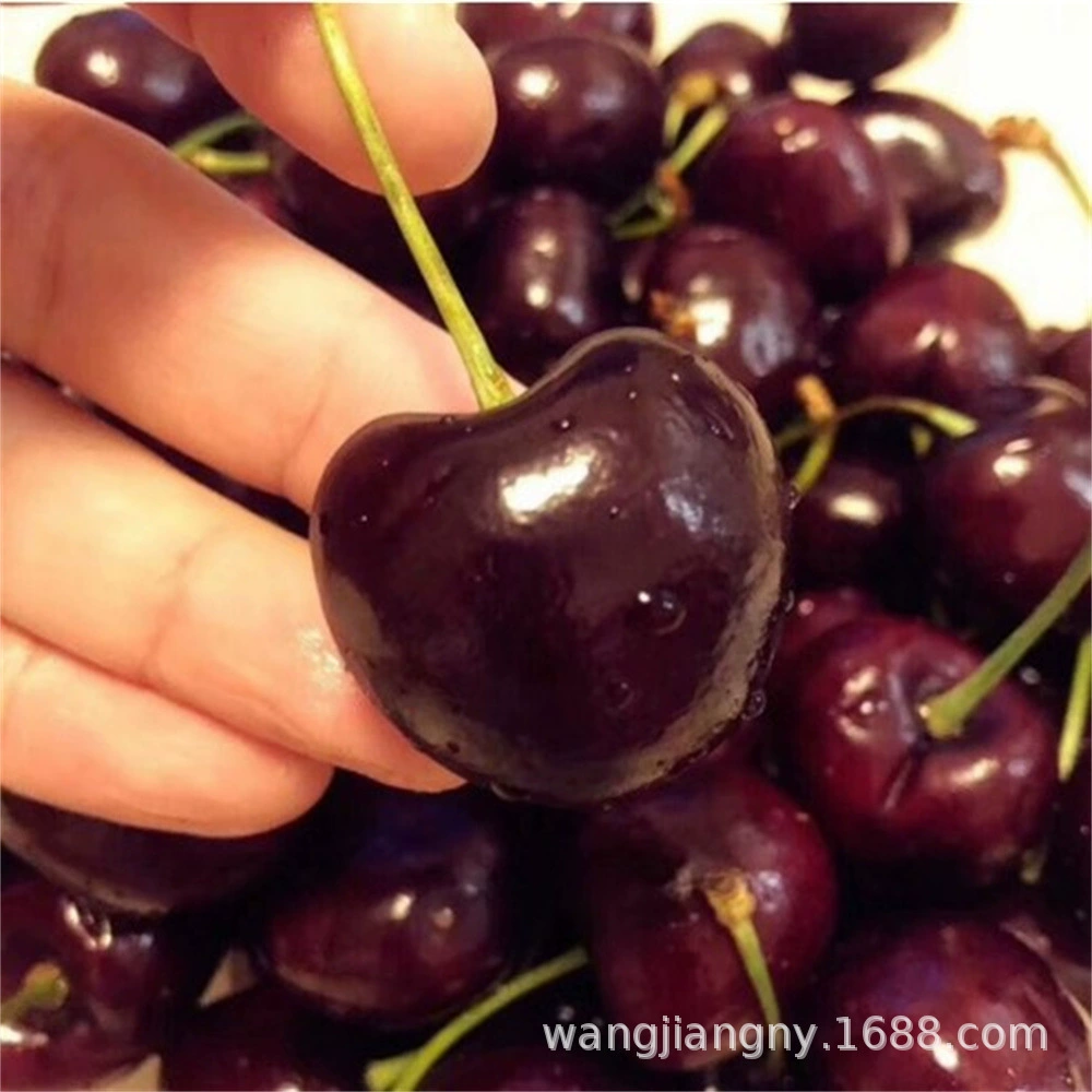 Саженцы вишни оптом Четыре сезона Итоги года Посадка вишни в горшке на севере и юге Украины Крупные Саженцы вишни