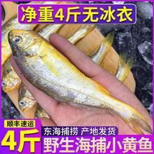 小黄鱼新鲜冷冻整箱商用真正舟山海捕黄鱼鲜活小黄花鱼4斤装烧烤