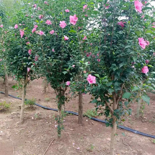 �ذ�ľ�Ȼ�������ľ�Ș����҃�����ͥԺ�ͺ����ֲ�﹤�̾G����ľ