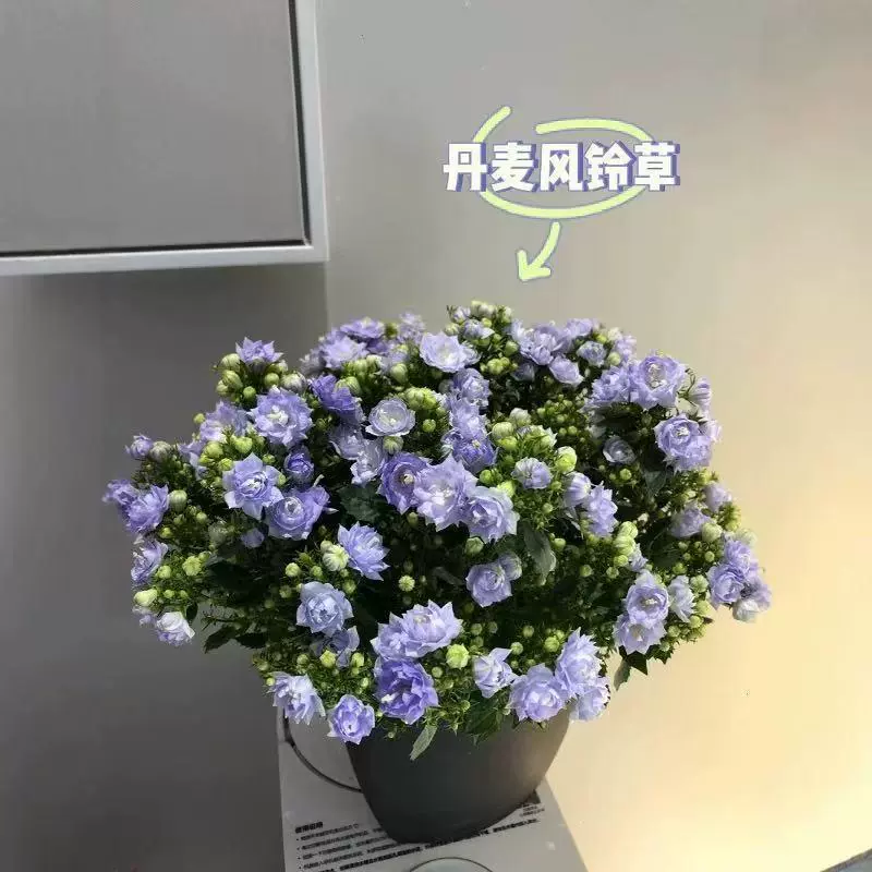 Датский колокольчик в горшке с бутонами цветет в любое время года, устойчив к холоду и прост в уходе, зеленое растение для внутреннего двора, балкона, цветок платикодона.