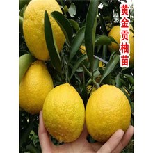 ���Ә伃���S��ؕ��ˮ��������ϱ����NֲͥԺ����������������