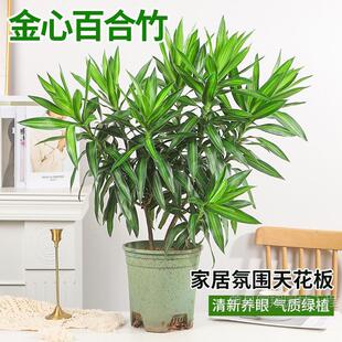 Golden Heart Lily Bamboo Indoor Living Room Real Green Plant Potted Living Room Balcony Good for All Seasons Small Seedlings Courtyard Planting Plants