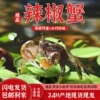 [Buy 1, get 1 free, 2 spare pieces for a total of 4] - Mini Chili Crabs [Free spare parts, guaranteed compensation]