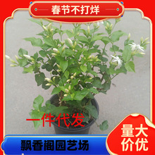 һ�����l�P�����򻨝������� ľ��ֲ�ﮔ���_��ͥԺ���� �׻����