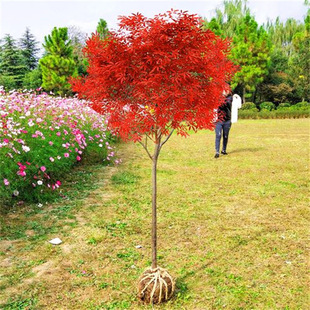 �ձ��t�������ļ��t�輧�Ϙ��辰����ͥԺ�e�������ͺ��G��ֲ����