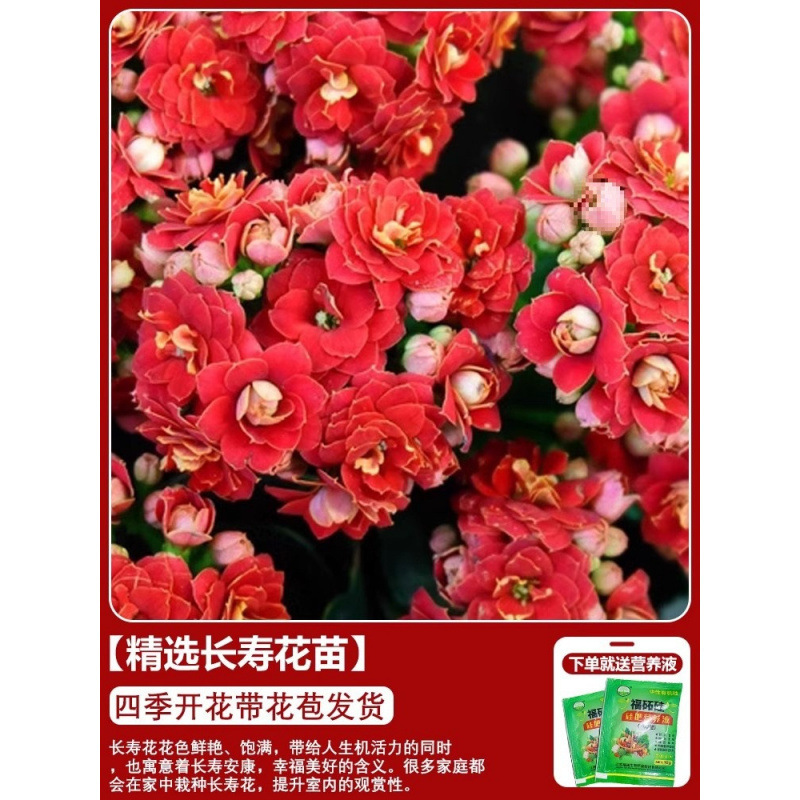 長寿の花 鉢植え 二重金キツネ 大輪 花のつぼみ付き 花苗 四季咲き 室内咲き 育てやすい花植物|undefined