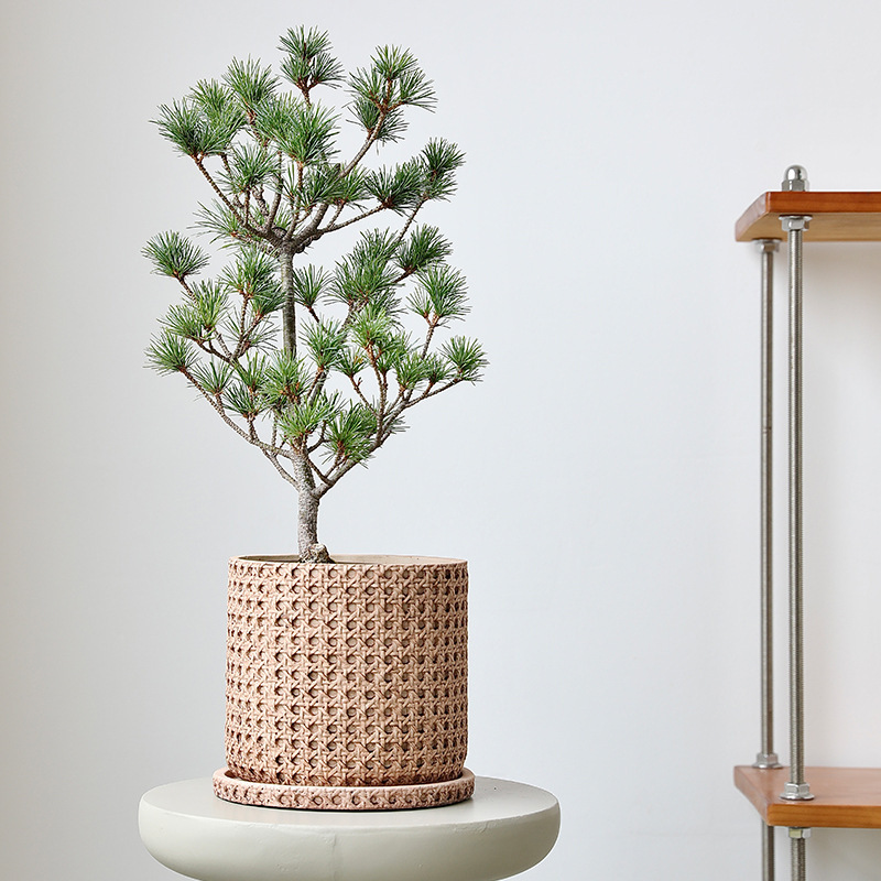 Japanese Creative Vintage Imitation Woven Decorative Cement Flower Pot Orchid Living Room Green Plant Potted Rattan Bamboo Phalaenopsis