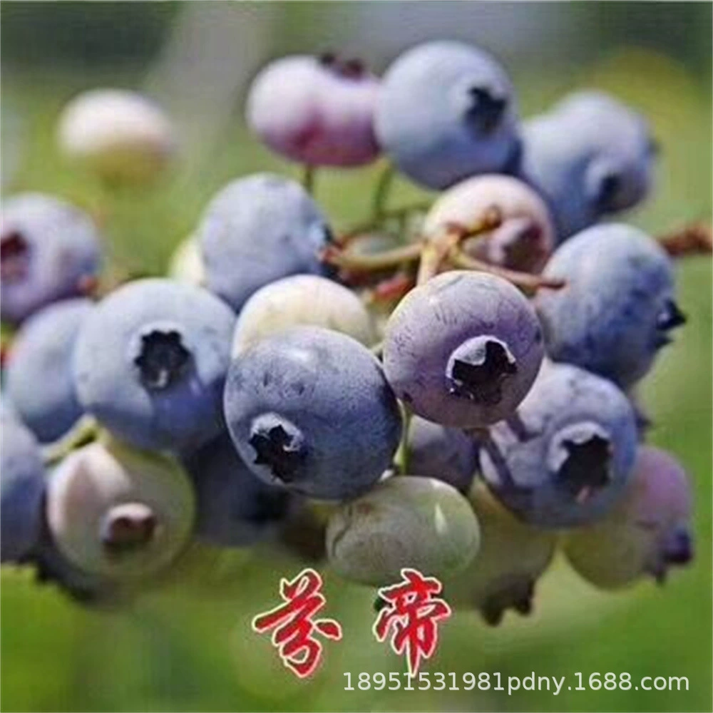 Наследие Blueberry Кроличий глаз Черника с бутоном и отгрузка фруктов Посадка в горшке Посадка рассады черники в Северном и Южном балконе