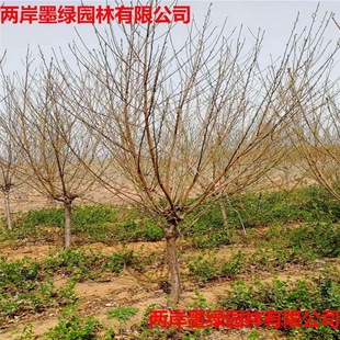 ɽ�|���۴���5����������� ��֦���� �t�~����Ҏ���Rȫ�gӭ�xُ