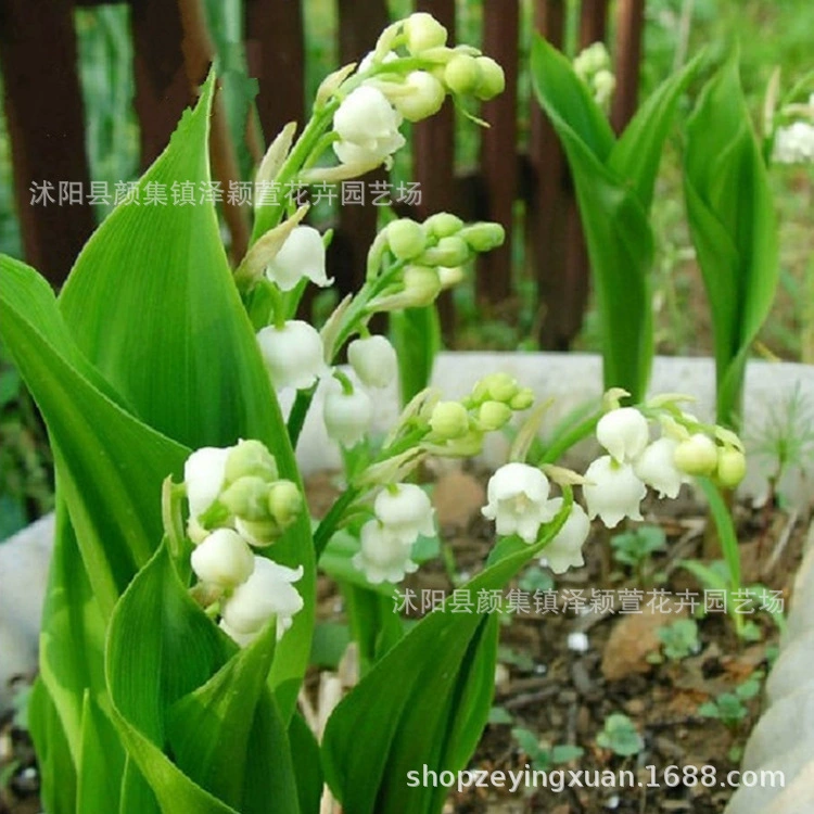 Оптовая продажа луковицы орхидеи ландыша крытый балкон шарик семян в горшке корень лилии цветущие сильные ароматные цветы Большая скидка