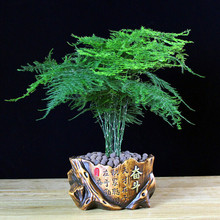 ���������辰�k���҃ȾGɫֲ��͏d�����ļ�����Gֲ��^��������