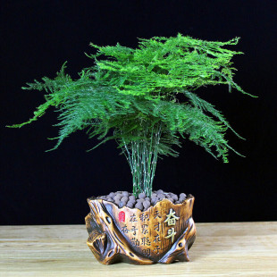 ���������辰�k���҃ȾGɫֲ��͏d�����ļ�����Gֲ��^��������