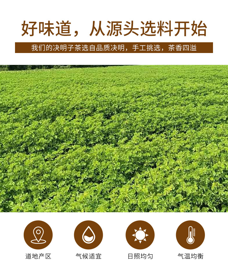 Roasted Cassia Seed Tea Jue Ming Zi 500g Canister Herbal Infusion for Daily Brewing overview