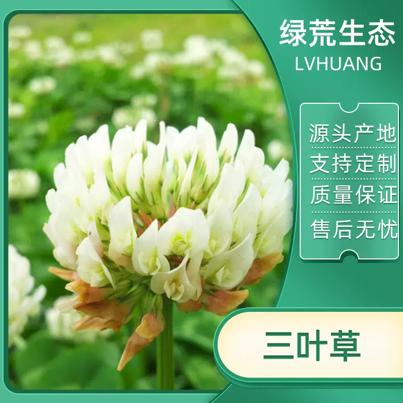 边坡防护草坪草籽三叶草矿山复绿荒坡治理景区种子植物护坡野生