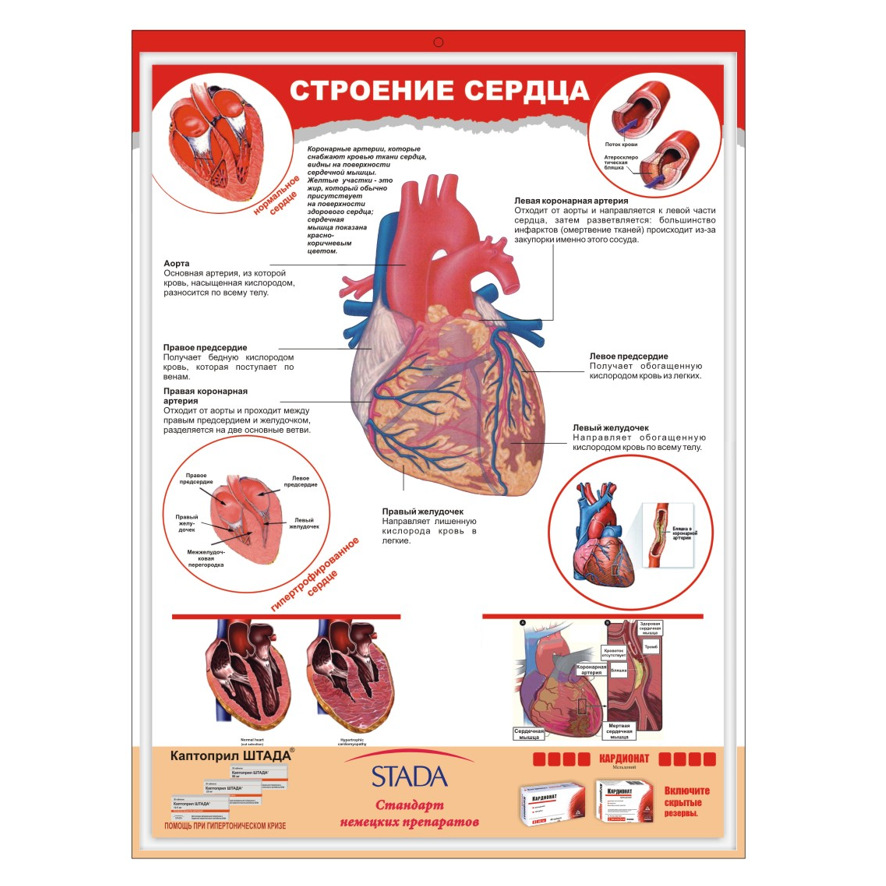 厂家制作医学挂图 大脑肠消化系统挂图 pvc包装盒