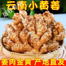 正宗云南小黄姜500g生姜批发老姜新鲜辣姜子姜仔姜土姜干姜农家碎