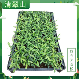 ̨���_�h��С��ͥԺ�҃��^�~ֲ���ļ������_�h�ɬF�����s���Ի���