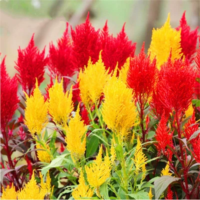 Семена петушиных гребней разноцветные семена хризантемы петушиный гребень Веерообразный петушиный гребень на открытом воздухе засухоустойчивый, простой в жизни, семена четырехсезонных цветов в горшках