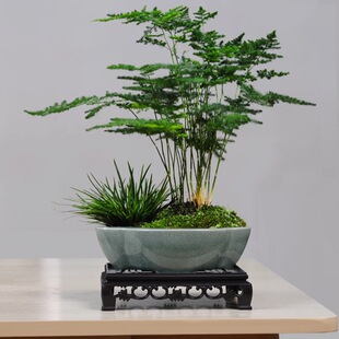 С�辰��G͸�⻨�������մ�С�~���������ɰ�脓������m�Gֲ��