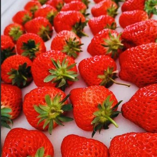 ɽ�|��ݮ�ԼҴ����ݮ��Ұ����t��S���˵ȃ��|Ʒ�N���b���x��