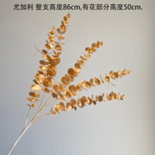 �羳��ɫϵ���Ļ�c����������ֲ��ٻ����F����}�QE18