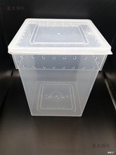 白蛐蛐油葫芦蟋蟀爬虫箱树蛙勾亚蜥蜴饲养箱活体饲料睫角盖麦太保