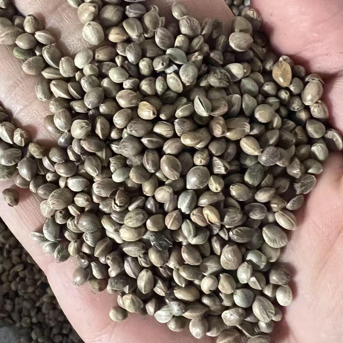 Huo Ma Ren Hemp Seed 500g Dried Huo Ma Zi Food Grade Raw Herb for Oil Pressing and Bird Feed key features