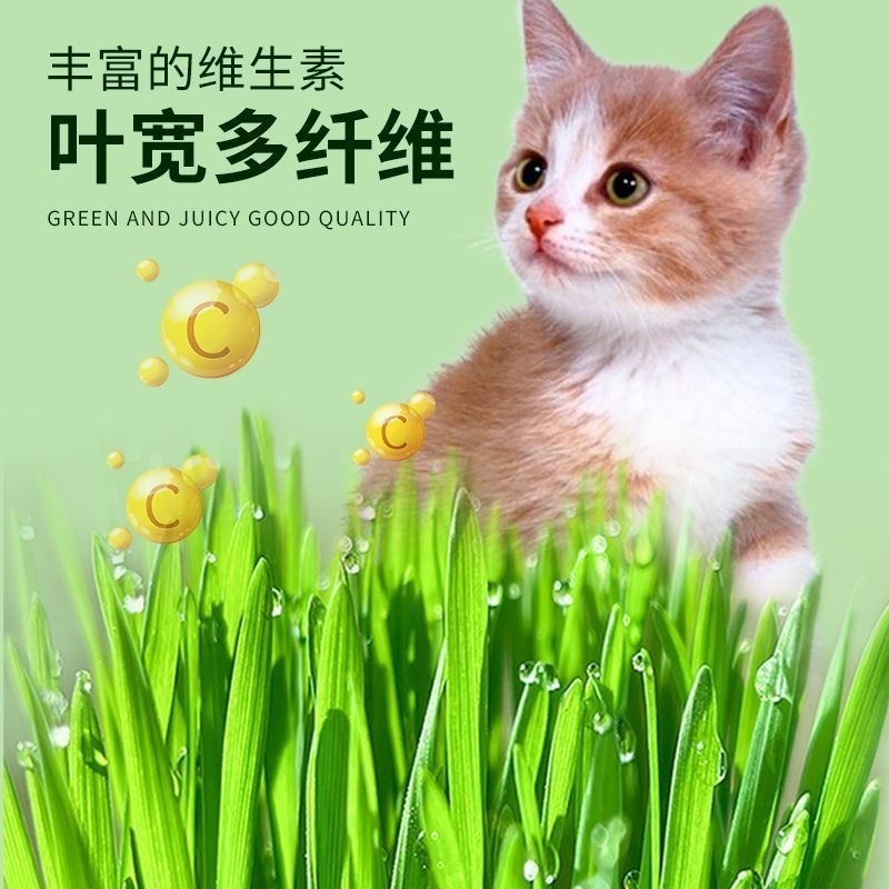猫草の種子 無土壌水耕栽培セット 猫のおやつ 怠け者鉢植え 猫草 自己植え 毛玉取りボール 猫用品|undefined