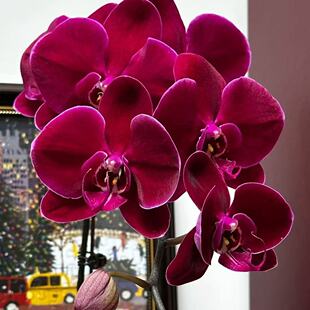 �����m���N�Ӯ����_����������m�����̨�����ļ��׷N��ֲ����