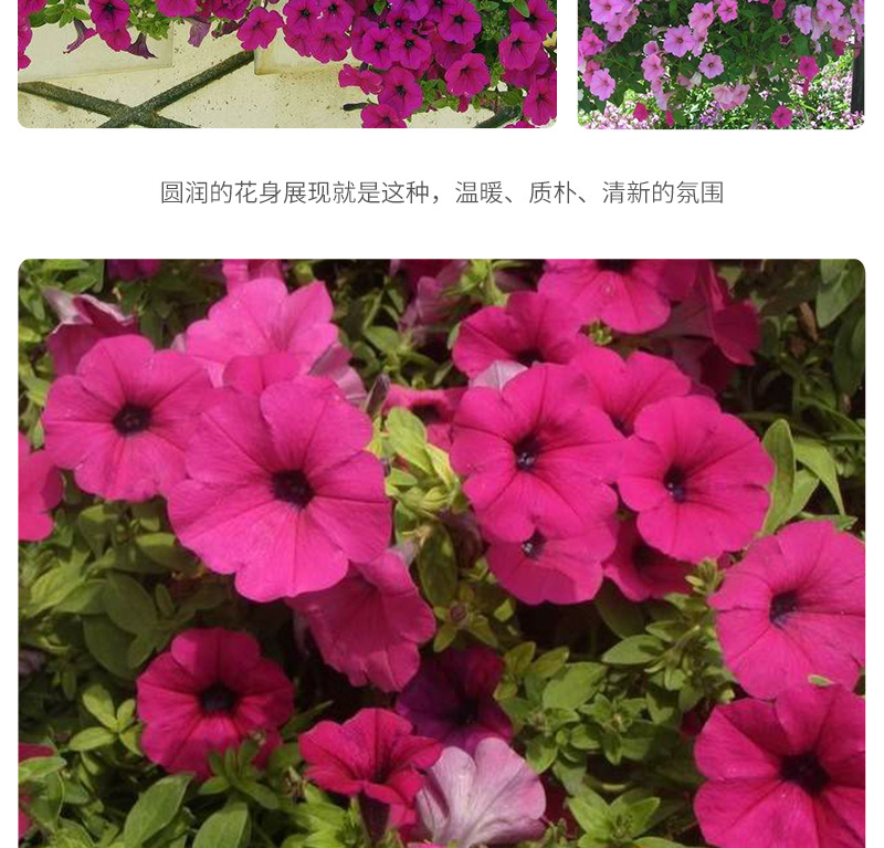 矮牵牛-开版-2_07