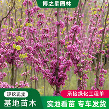 GͥԺ^p辰ֲ@ֹ̾G^pеG