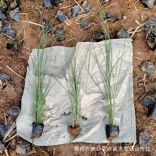 细叶芒盆栽杯苗山东花卉苗木基地货源水生宿根地被京芒草细叶针芒