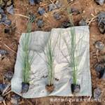 细叶芒盆栽杯苗山东花卉苗木基地货源水生宿根地被京芒草细叶针芒