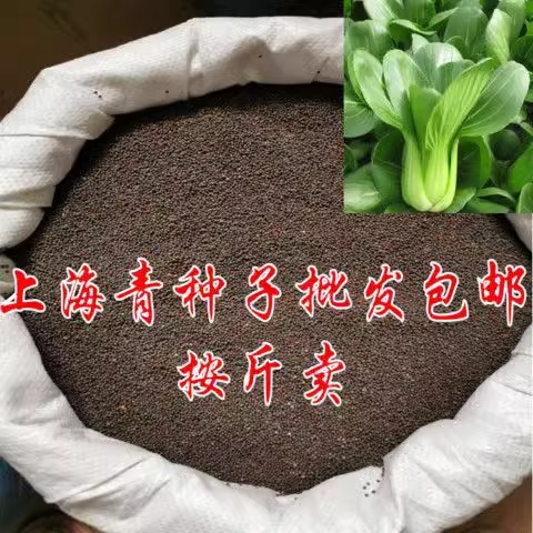 农家自留上海青种子小油菜南北方四季小青菜散装按斤卖蔬菜种子