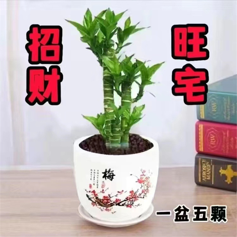 Bubugao Guanyin Bamboo, Fortune Bamboo, Lotus Bamboo, Water-Cultured Soil Cultured Potted Plant, Indoor Living Room Plant That Absorbs Particular Aldehyde