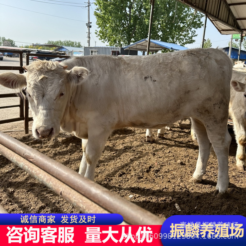 改良夏洛莱肉牛犊牛苗 肉牛养殖农村养殖肉牛鲁西黄牛价格