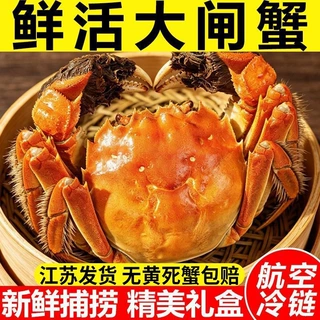 现捕江苏大闸蟹鲜活螃蟹公母蟹生鲜海鲜水产礼盒冷链团购批发包邮