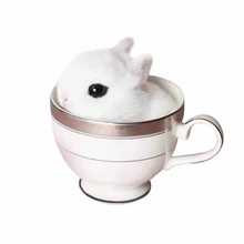 活体小兔子活物侏儒迷你垂耳兔长不大小型公主熊猫茶杯小白兔宠物