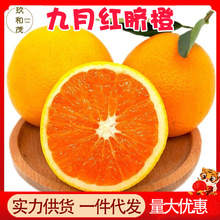 正宗秭归九月红脐橙9斤整箱柑橘当季新鲜水果10批发包邮5湖北橙子
