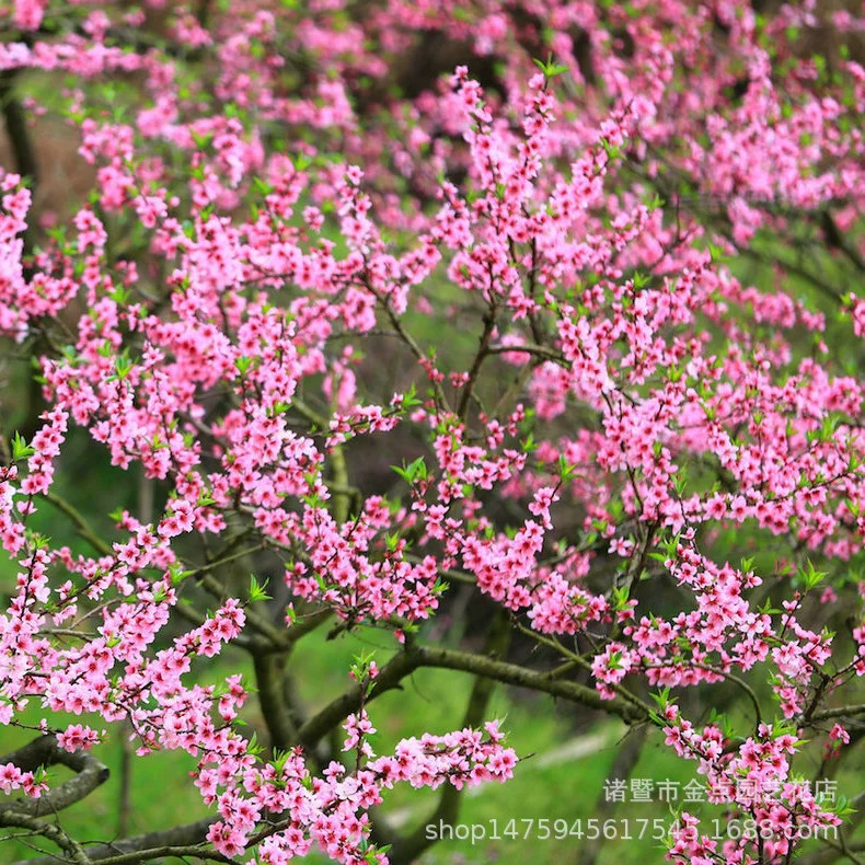 Питомник предлагает полный ассортимент персиковых цветов