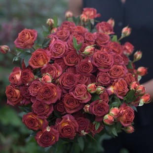 Dropshipping Chocolate Bubbles Multi-Headed Cut Flower Rose Potted Flower Seedlings Balcony Courtyard Multi-Season Blooming Flowers