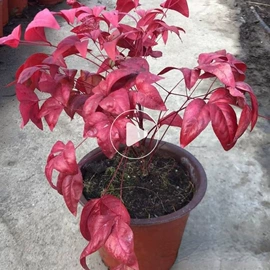 种子;其他园林植物;灌木